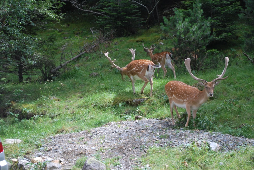 a herd of deer standing on top of a lush green hillside