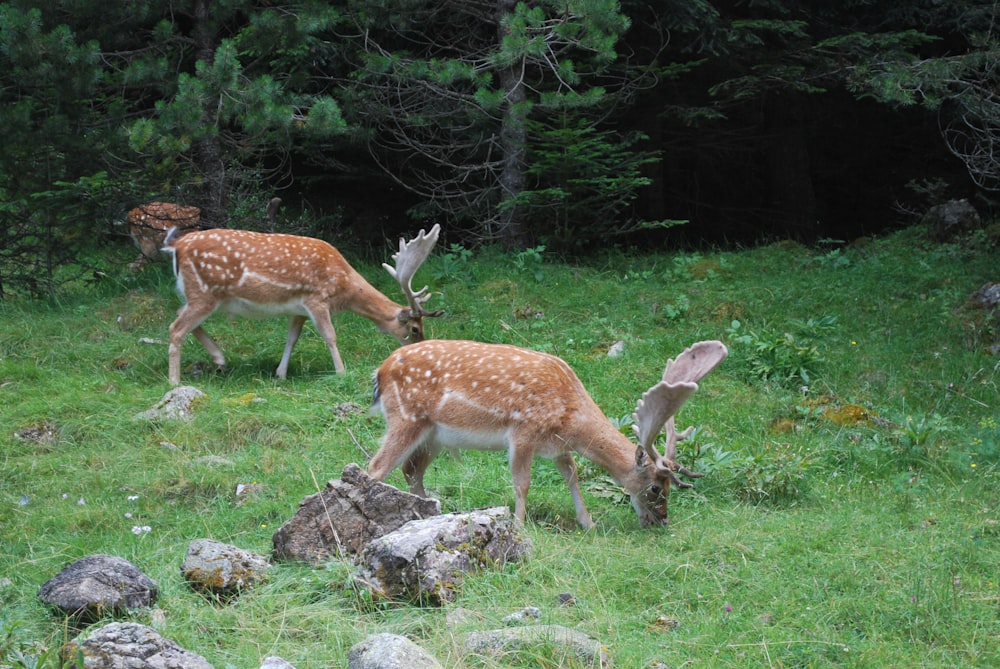 a couple of deer standing on top of a lush green field