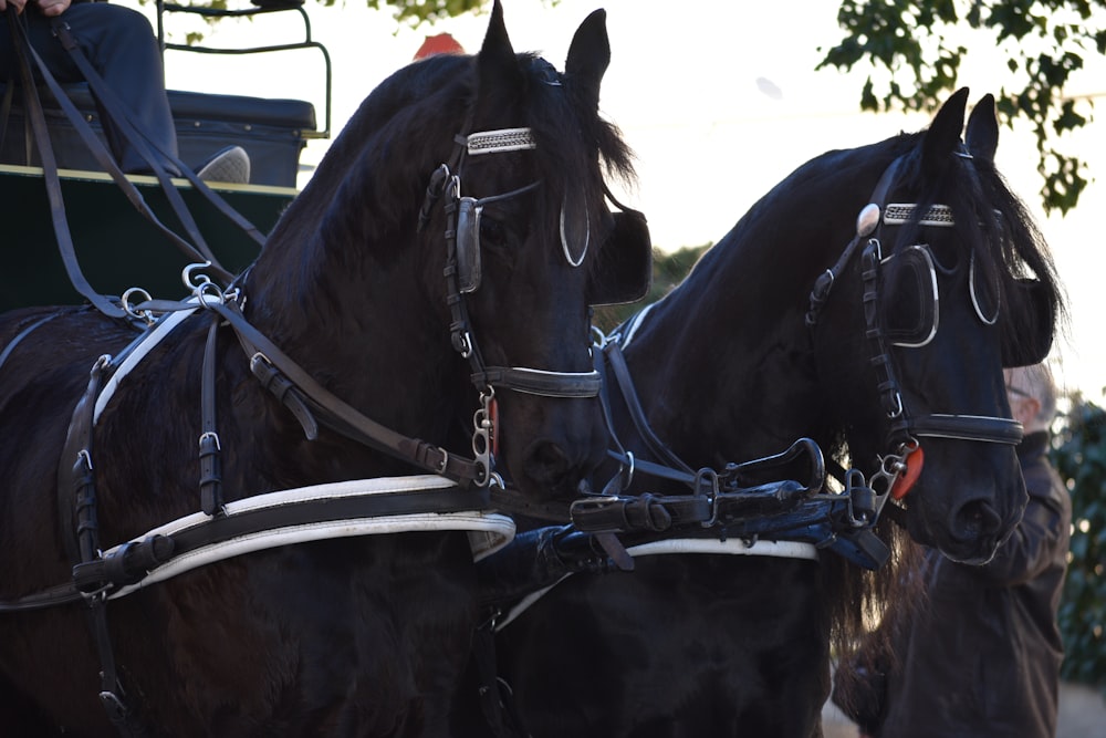 a couple of black horses standing next to each other