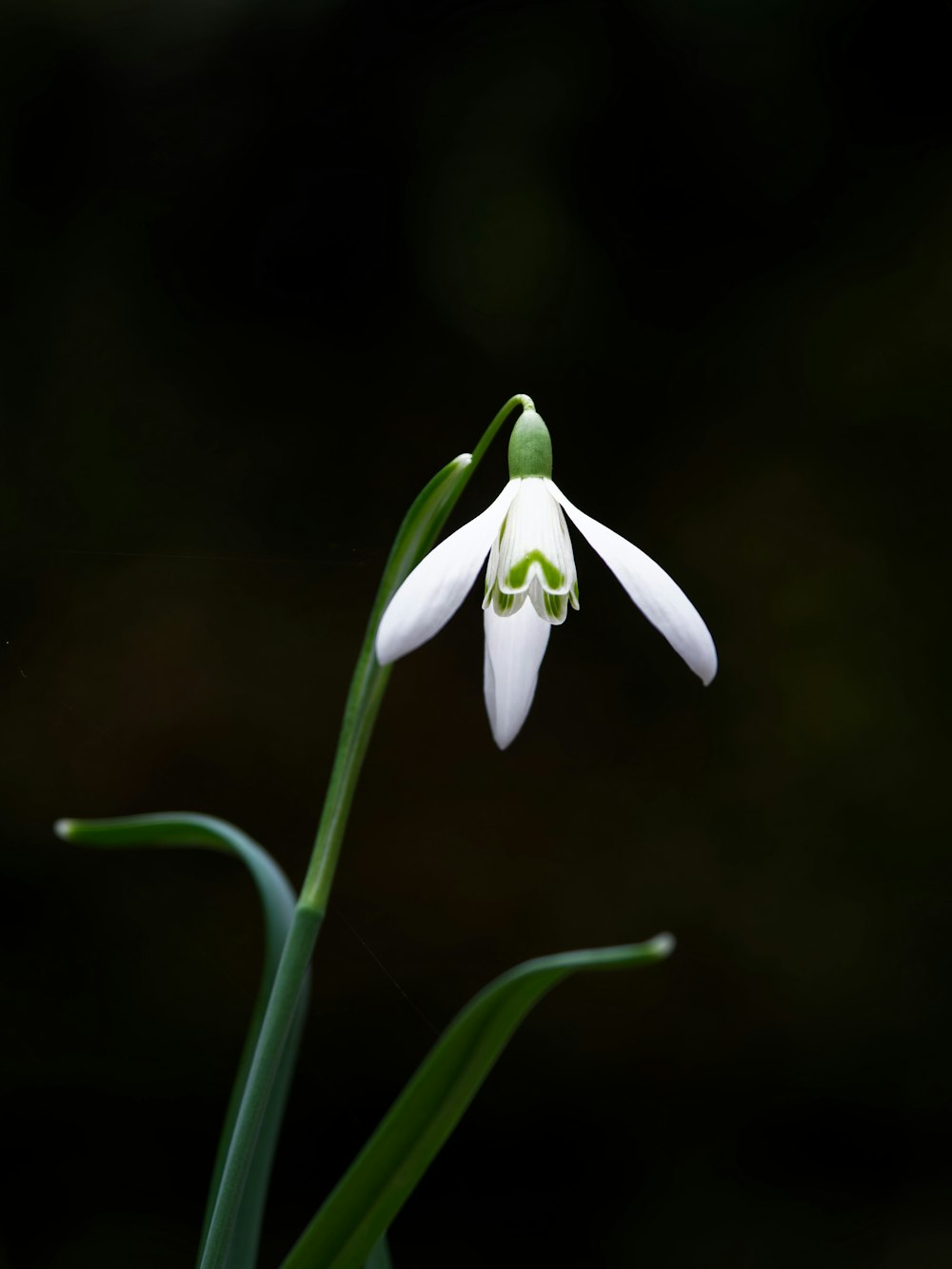 a single white flower with a green stem