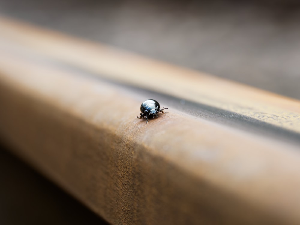 a bug sitting on top of a wooden bench