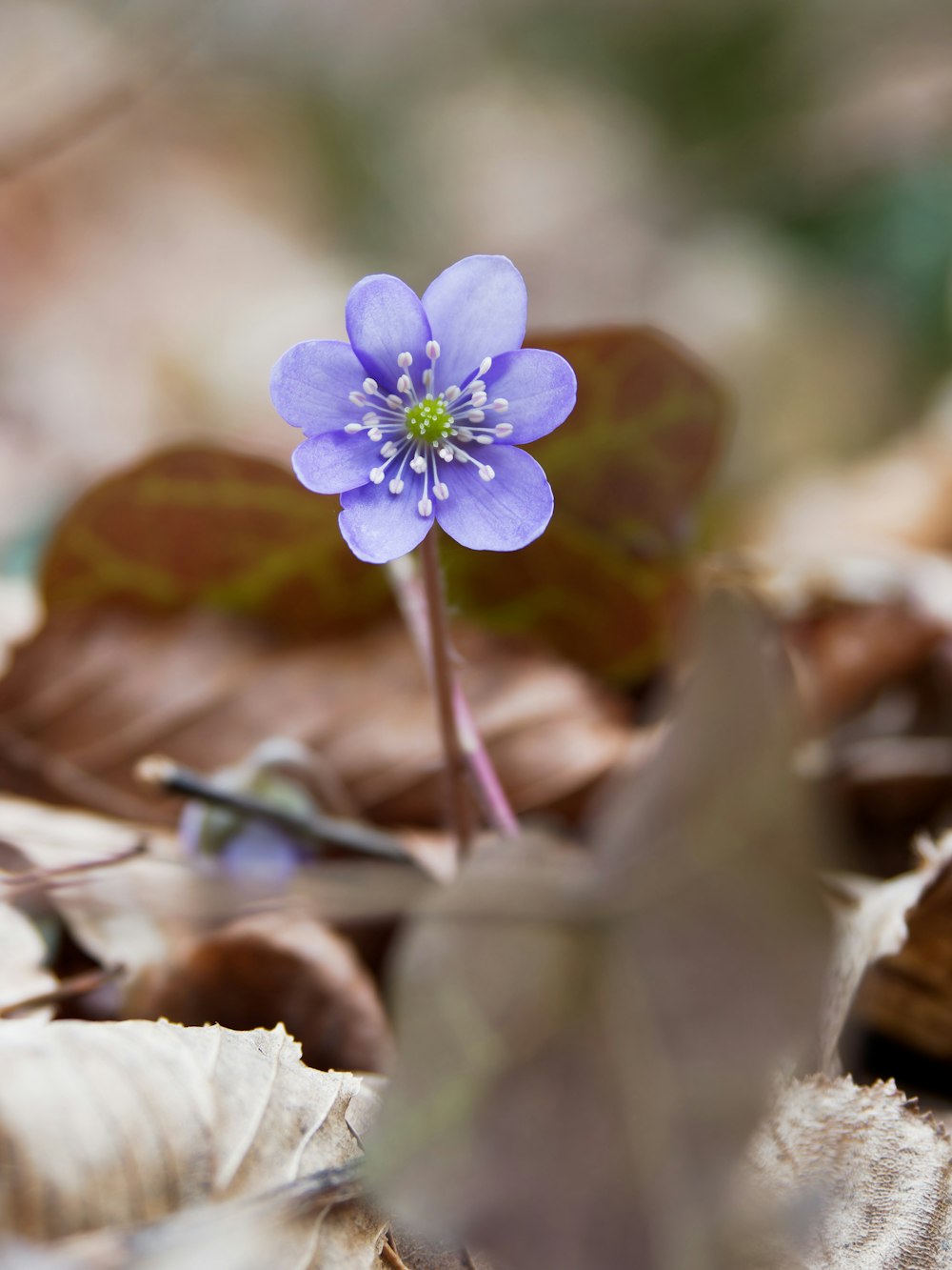 a small purple flower sitting on top of leaves
