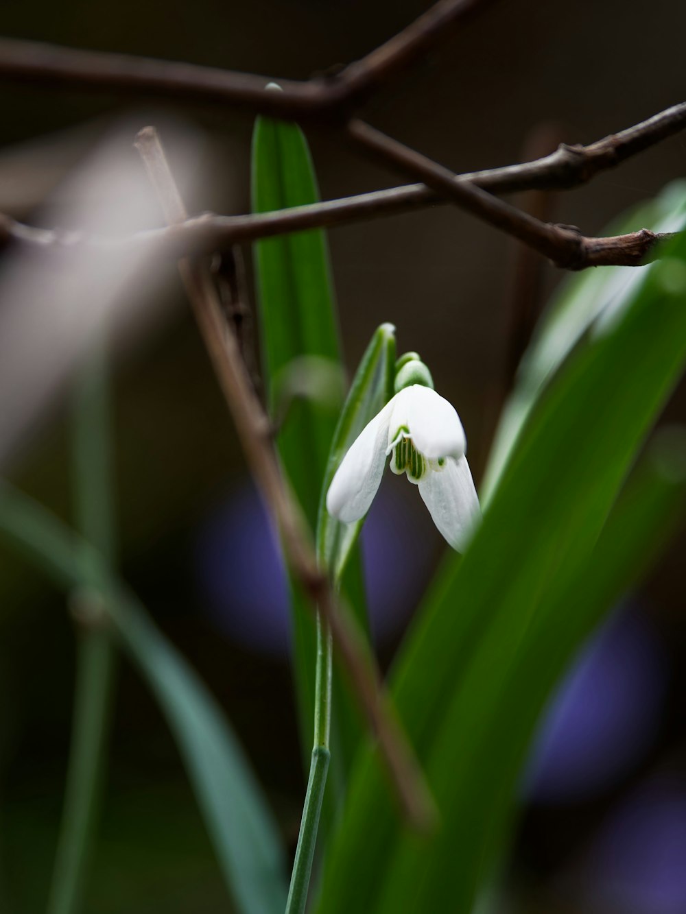 a white flower with green leaves in the foreground