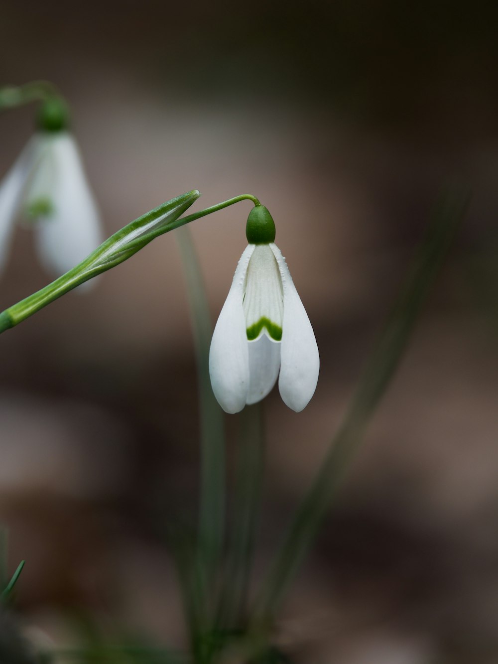 a close up of a flower with a blurry background