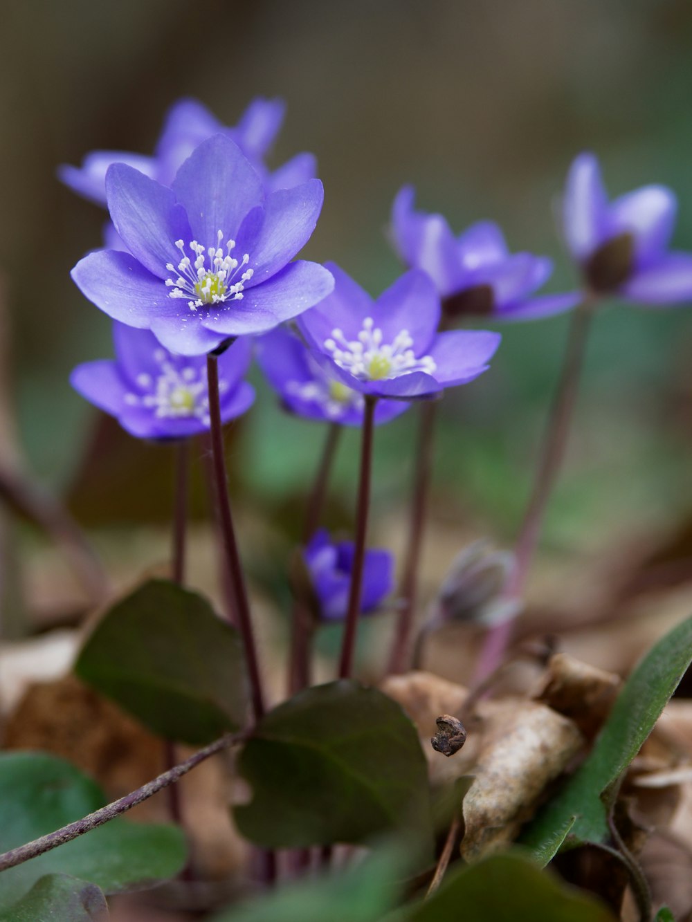 a group of purple flowers sitting on top of a forest floor