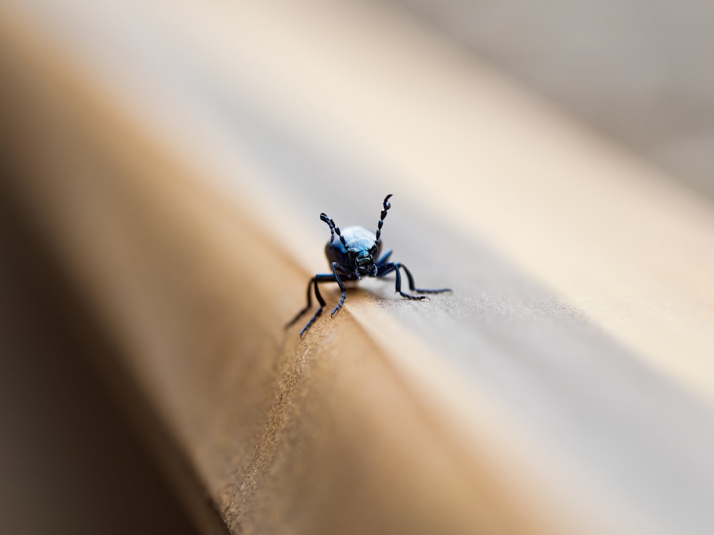 a bug crawling on the side of a wall