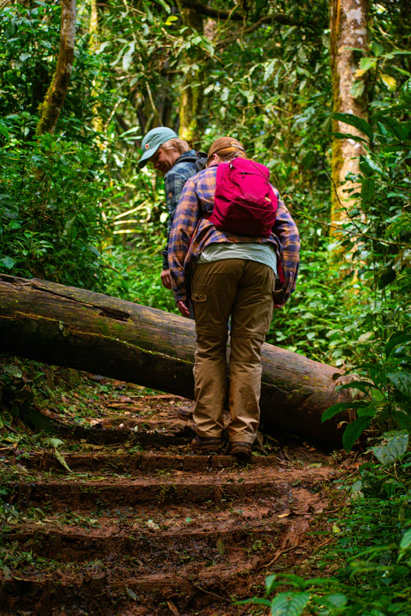 Person walking through lush forest
