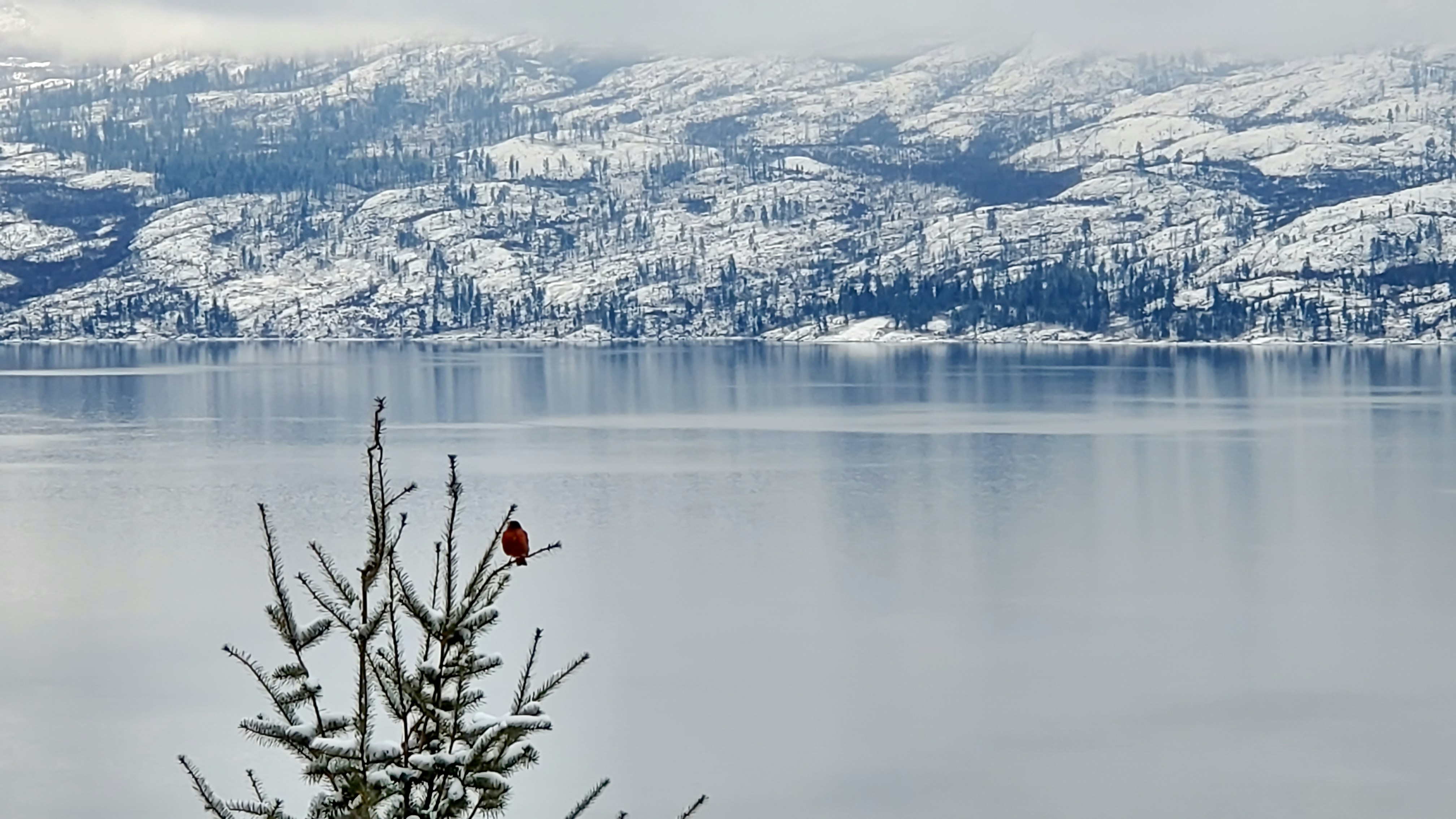 un uccello rosso seduto in cima a un albero vicino a un lago