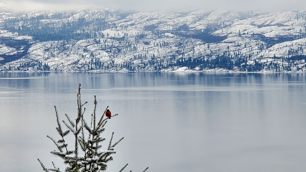 a red bird sitting on top of a tree next to a lake