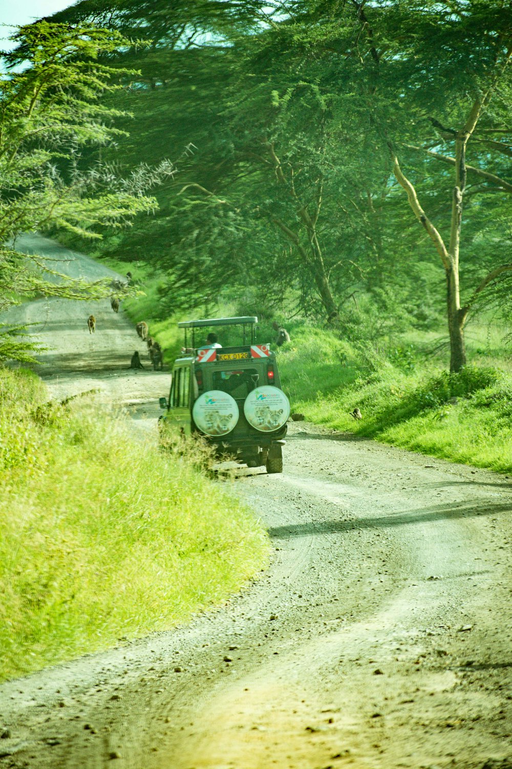 Ein Jeep fährt eine unbefestigte Straße neben einem Wald entlang