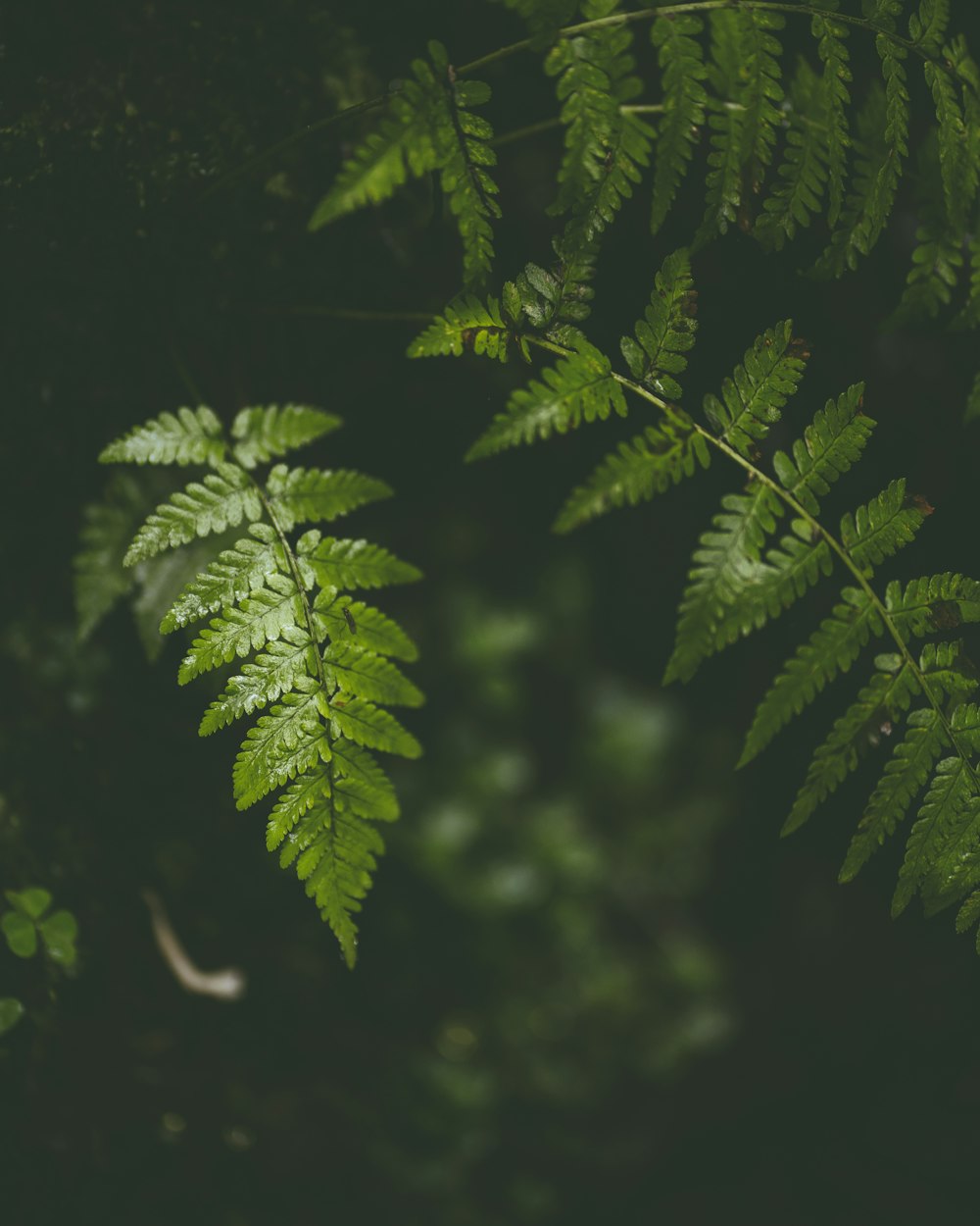 a close up of a green leafy plant