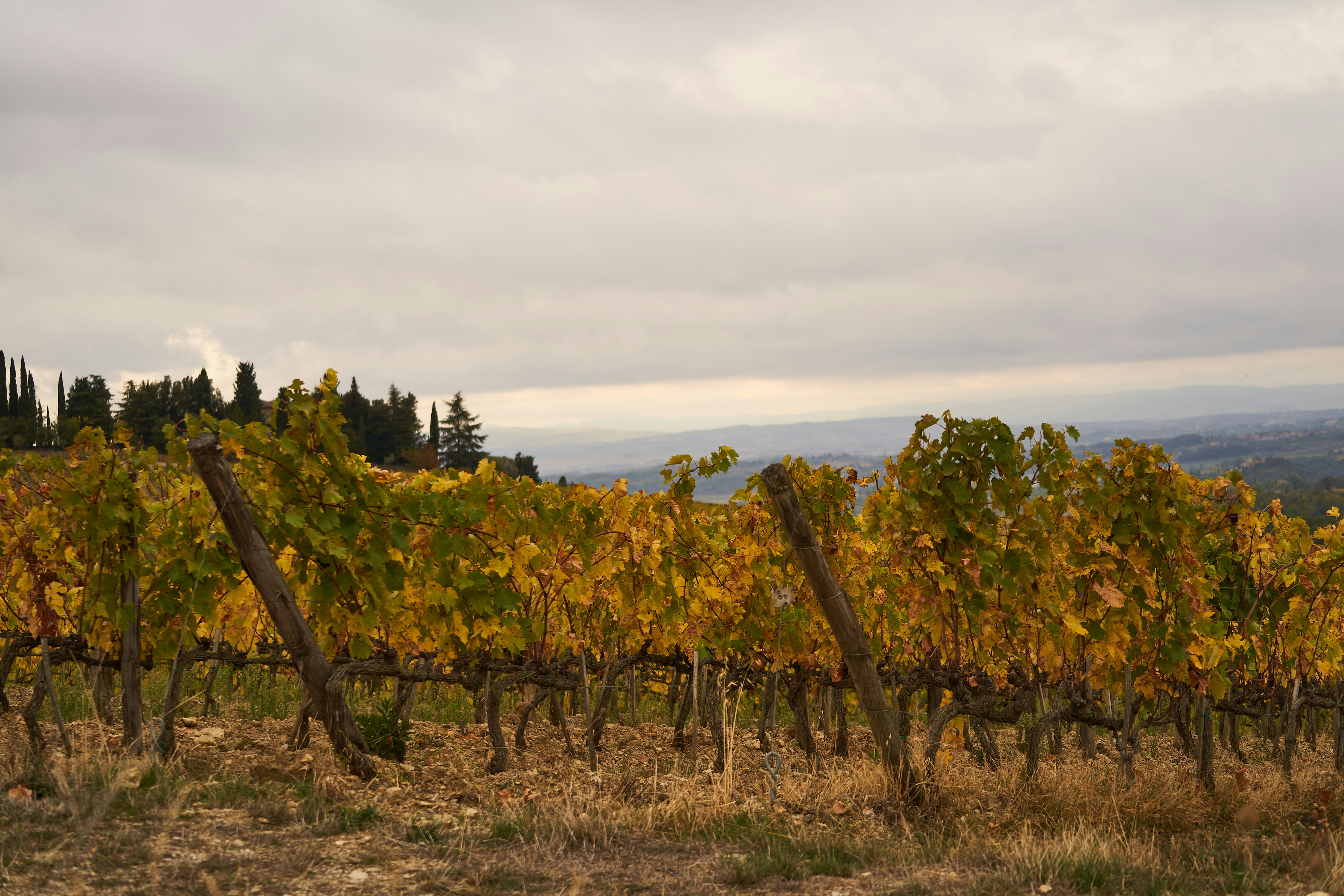 Photo by wolfgang_hasselmann