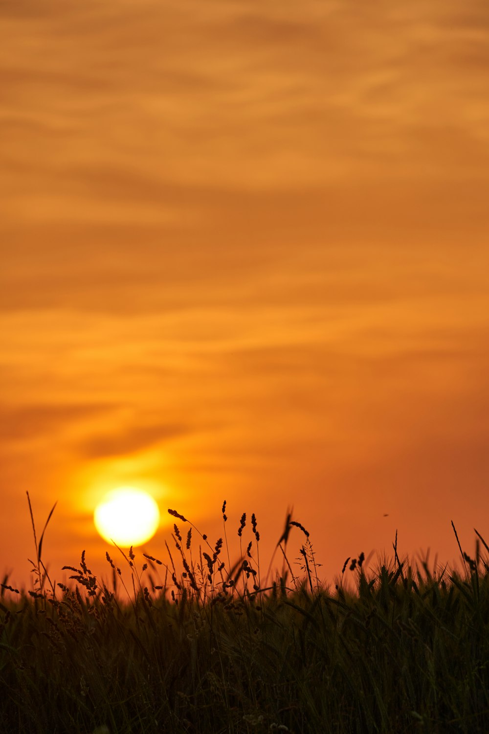 the sun is setting over a grassy field