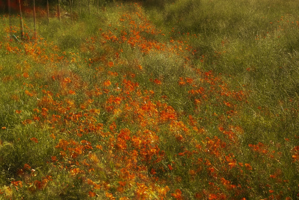 ein Feld mit Wildblumen mit einem Zaun im Hintergrund