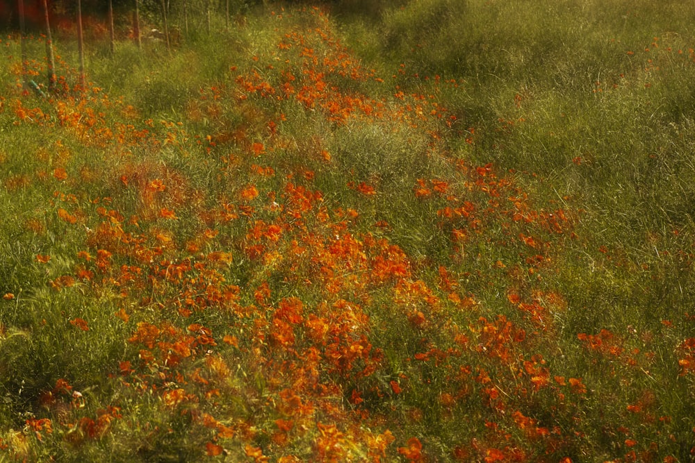 un campo de flores silvestres con una valla al fondo