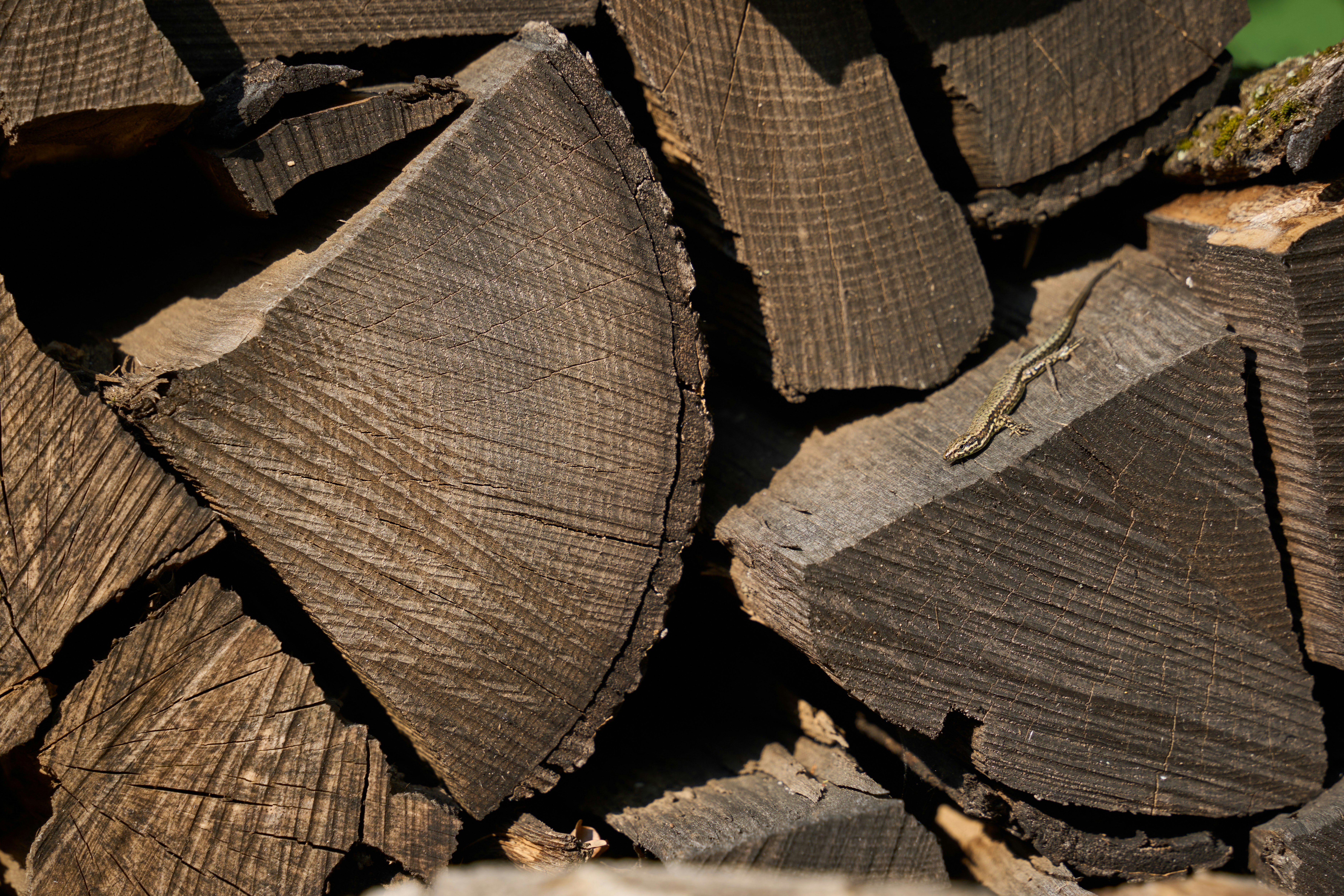 Photo by wolfgang_hasselmann