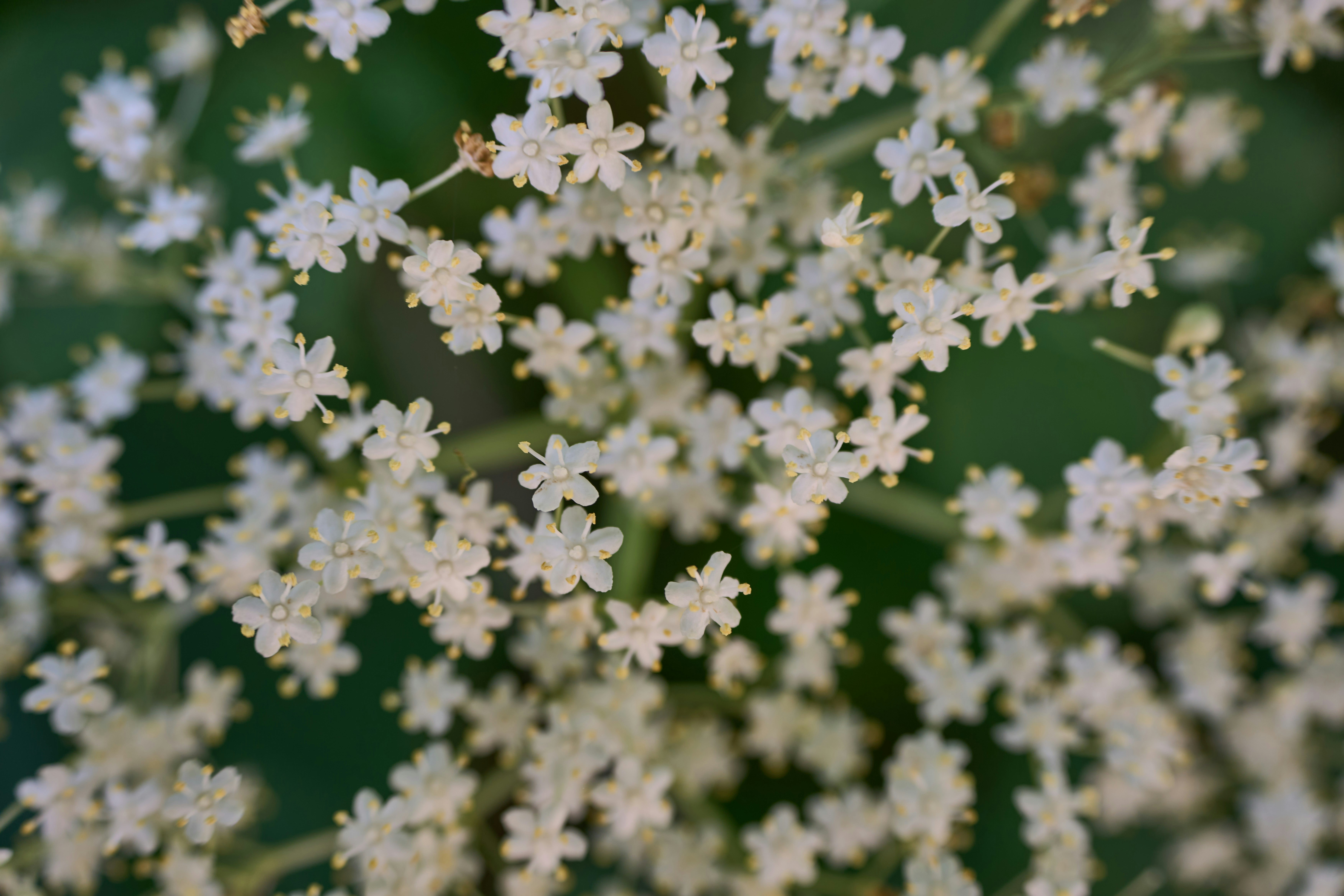 Photo by wolfgang_hasselmann