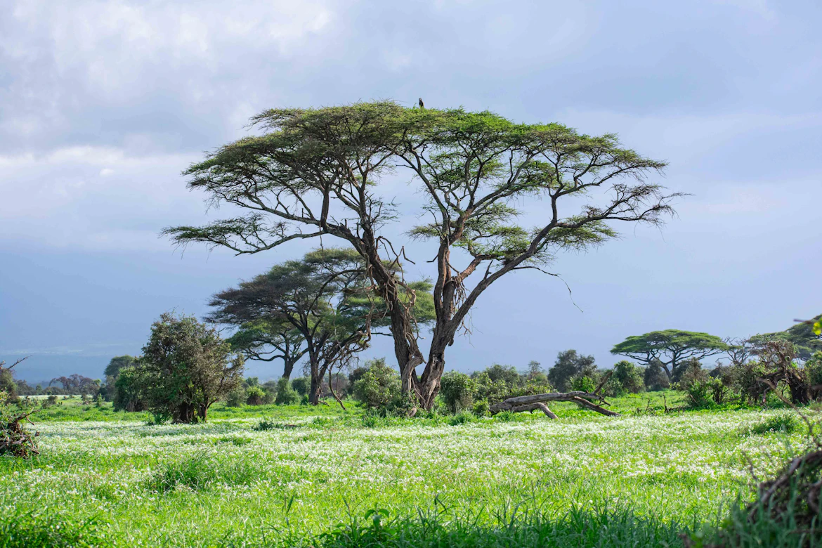 An elegant giraffe walking through a leafy Kenyan forest park