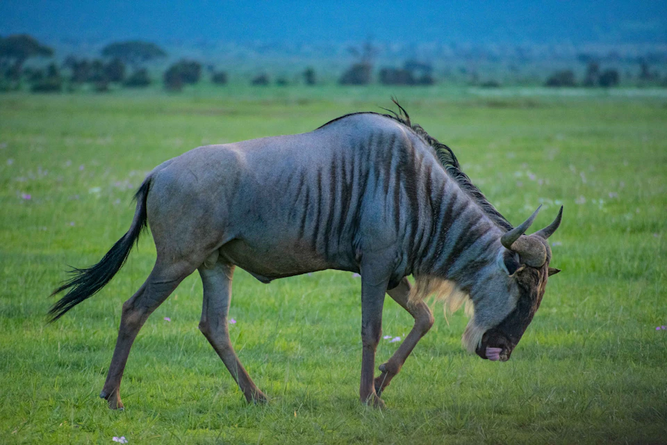 The image depicts a single wildebeest with a light brown coat and dark brown spots walking across a grassy field. The wildebeest is facing towards the right side of the frame, giving a sense of movement and direction in its stride. In the background, there are trees and hills that add depth to the scene, creating a natural setting for this majestic creature as it traverses the landscape.

The image does not contain any discernible text or countable objects, making it an interesting snapshot of wildlife in action.