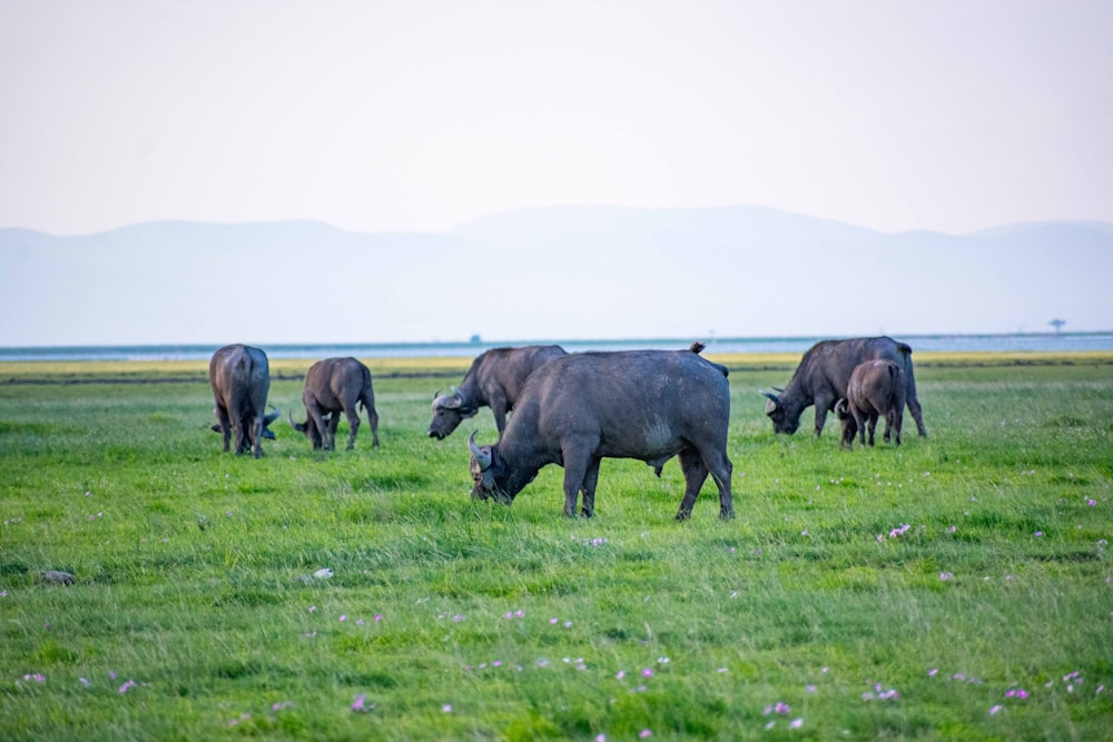 a herd of cattle grazing on a lush green field