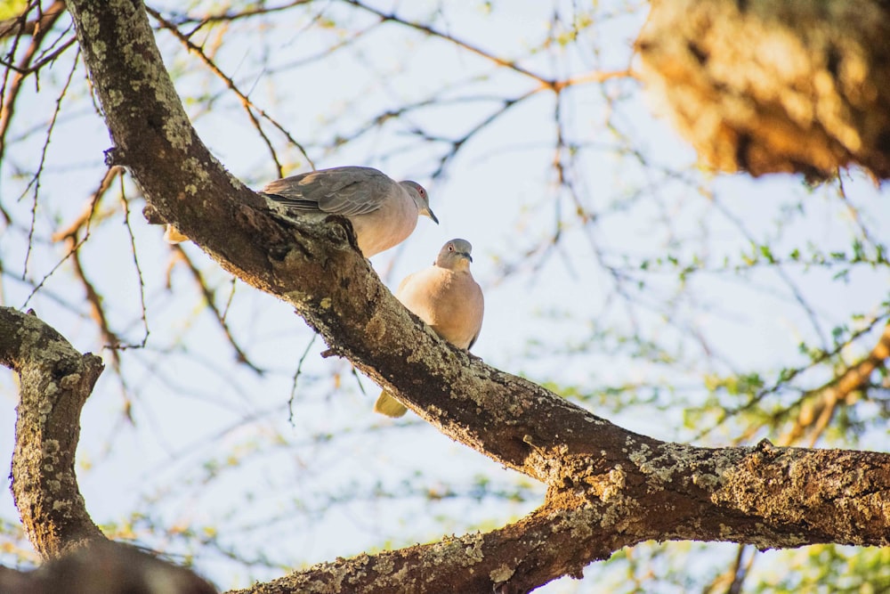 a couple of birds sitting on top of a tree branch