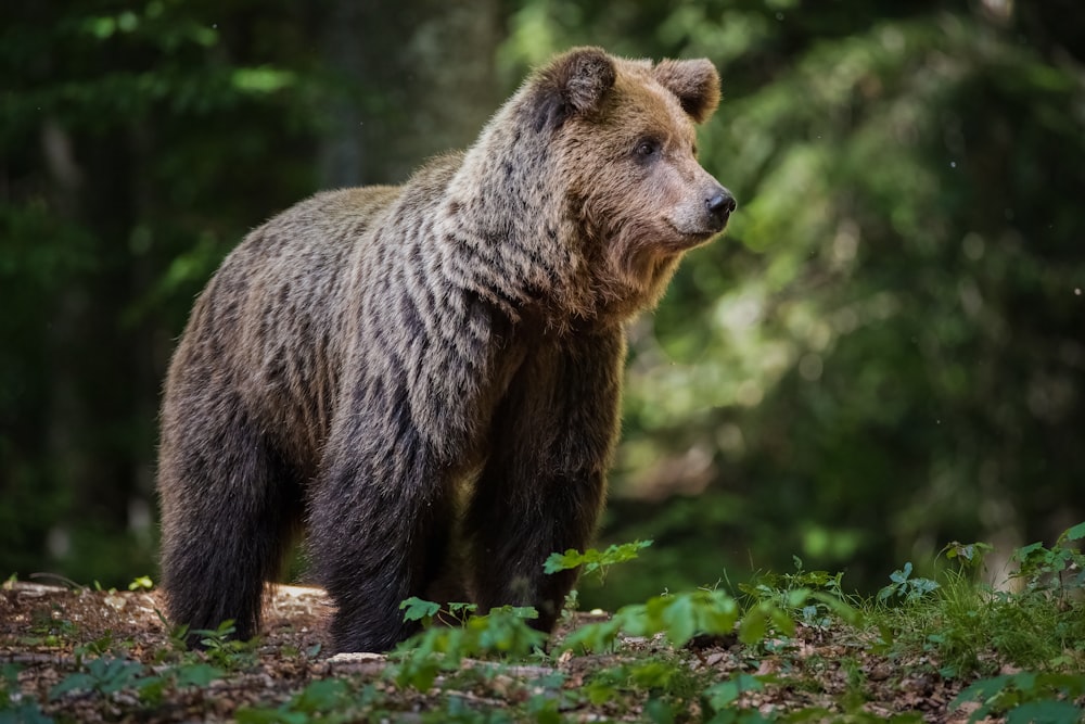a large brown bear standing in a forest