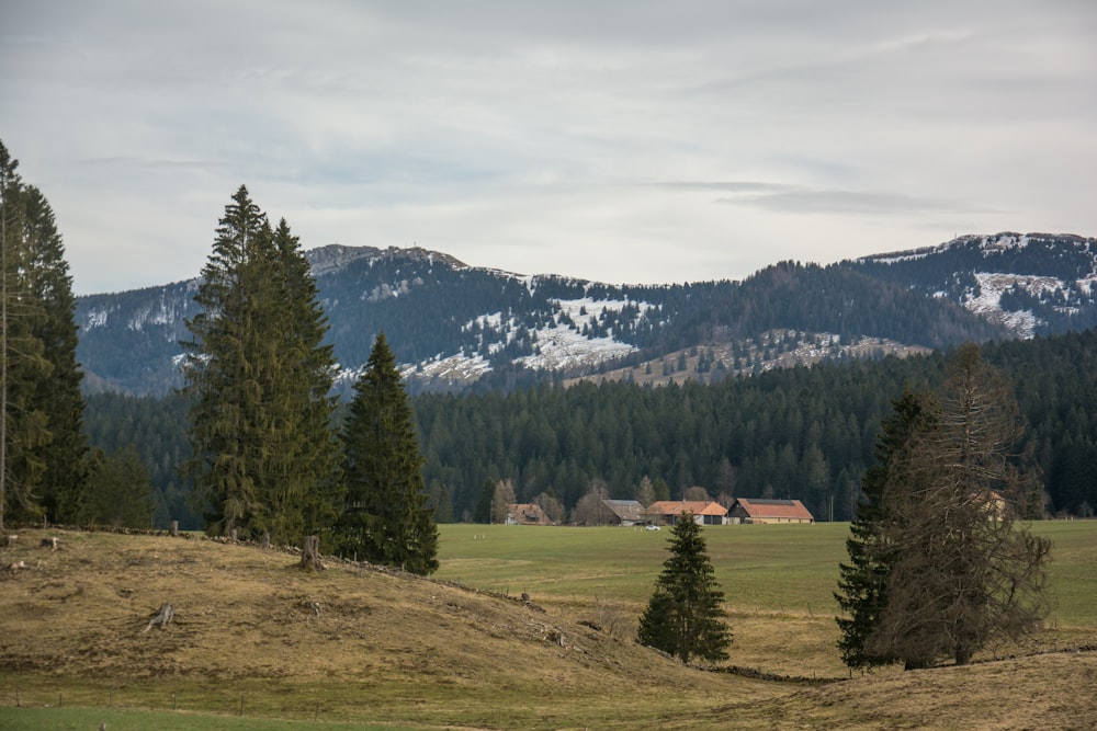 a grassy field with trees and a mountain in the background