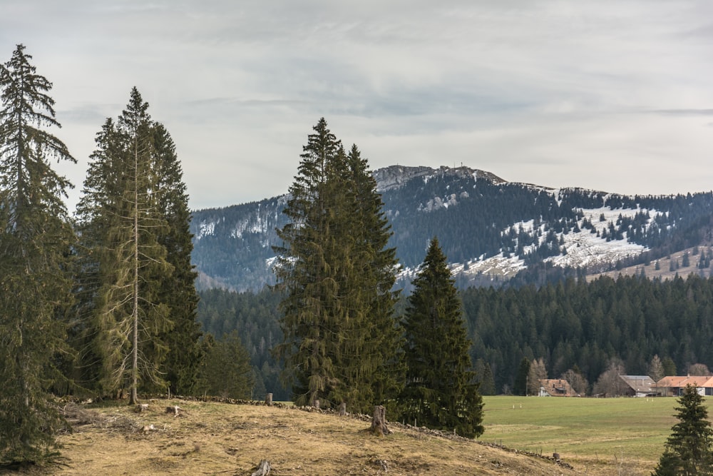 a grassy field with trees and a mountain in the background