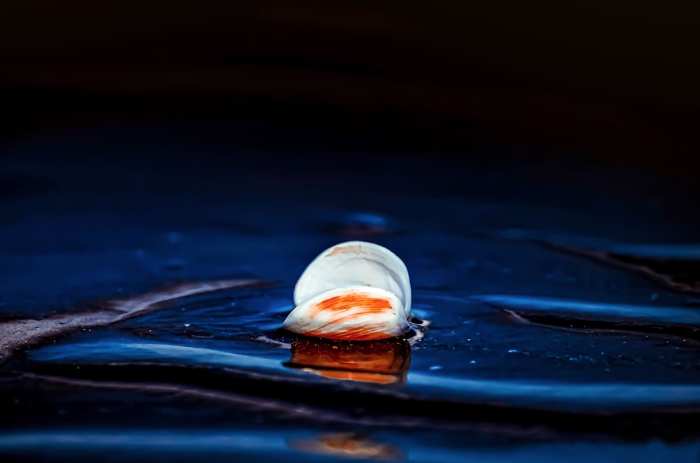 a white and orange fish in a body of water