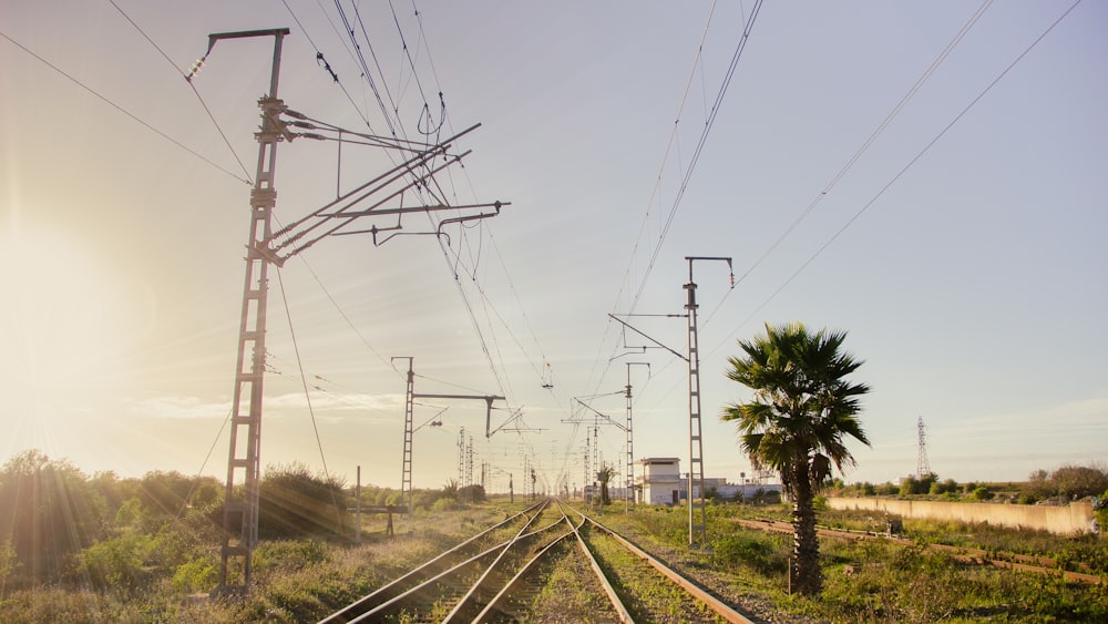a train track with a palm tree in the foreground