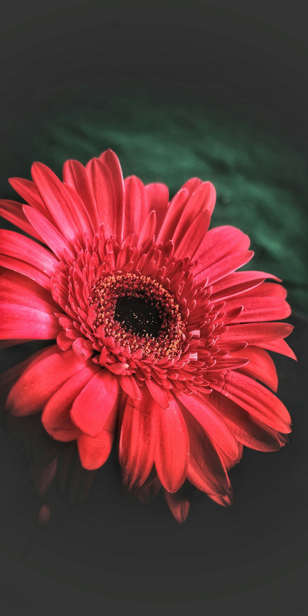 a red flower with a green background