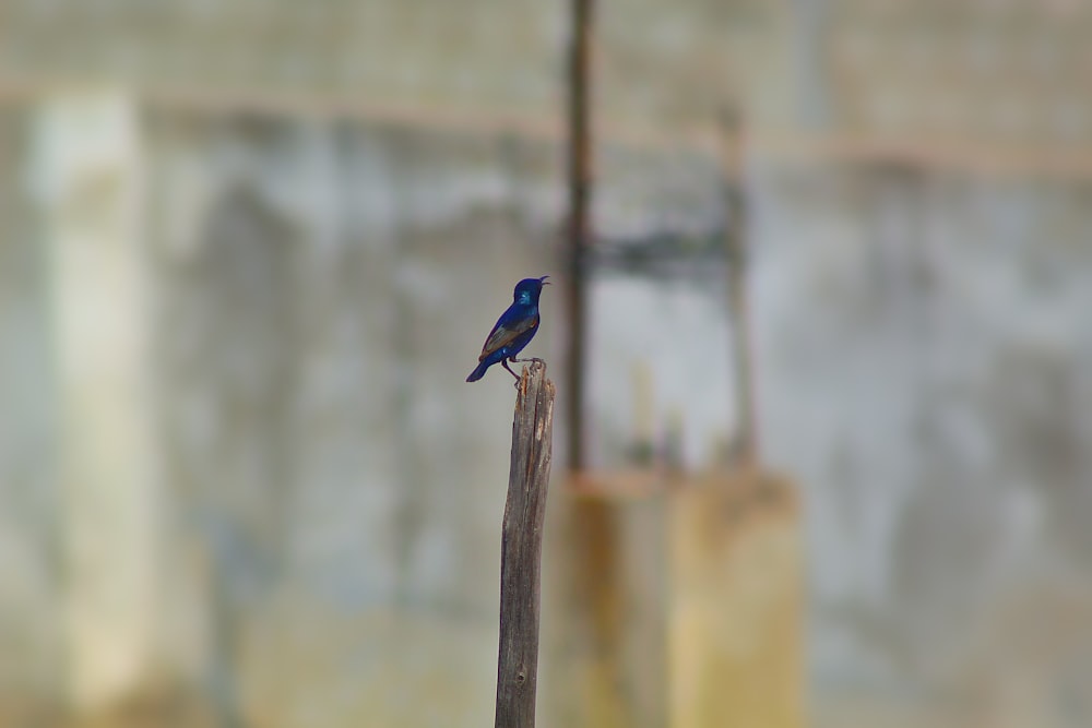 a blue bird sitting on top of a wooden pole