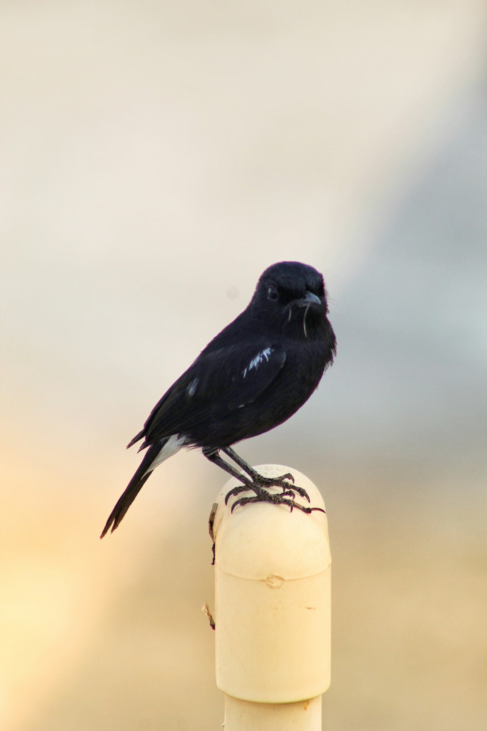 a black bird sitting on top of a wooden pole