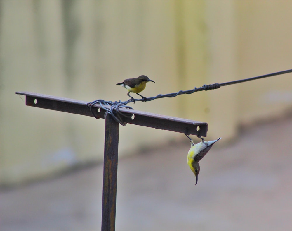 a couple of birds sitting on top of a metal pole