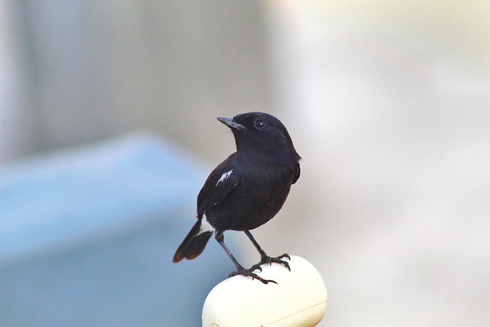 a black bird sitting on top of a white object