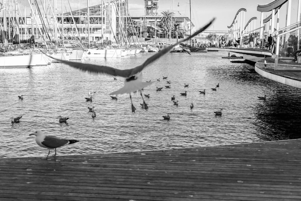 a flock of birds flying over a body of water