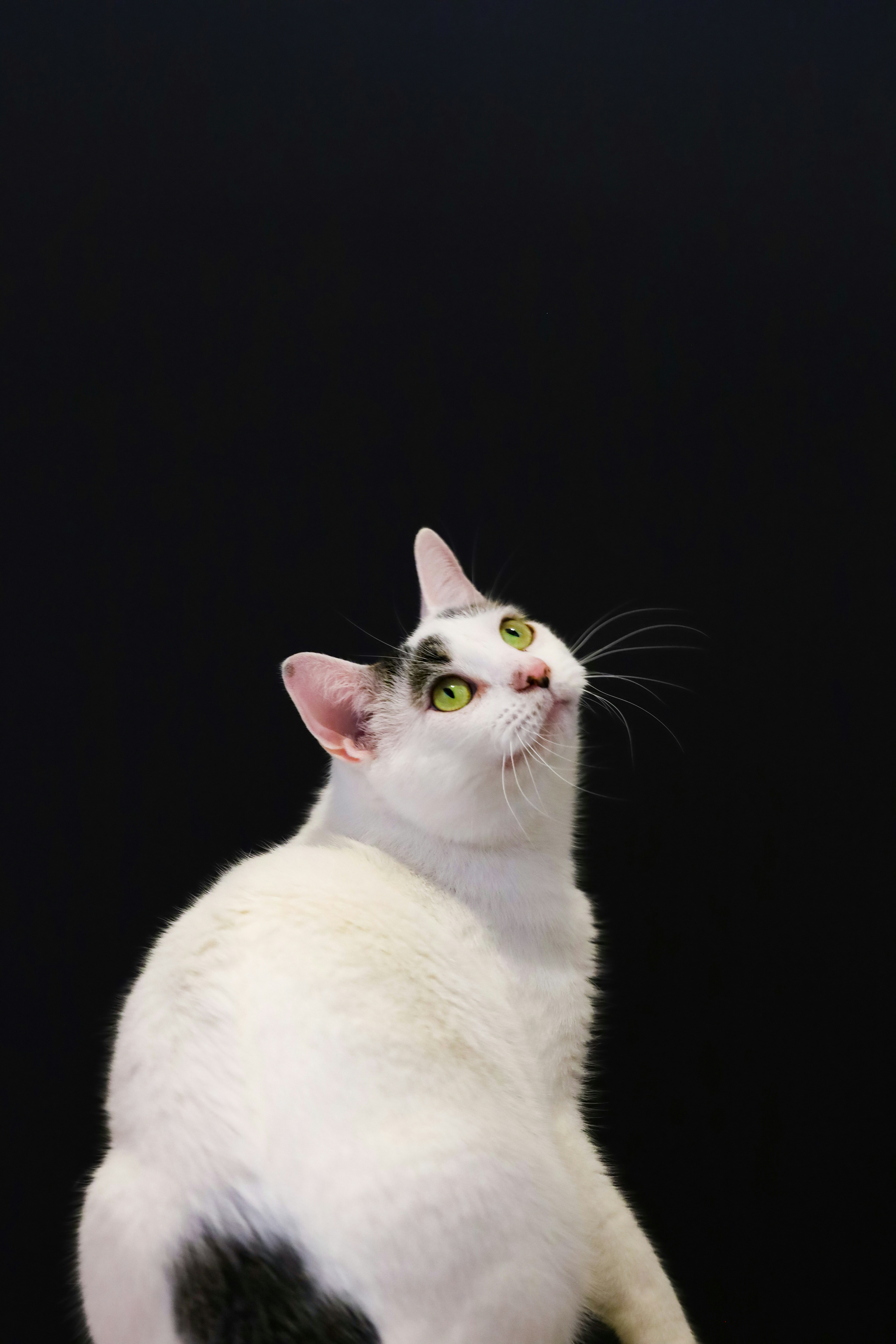 a white and black cat sitting on a table