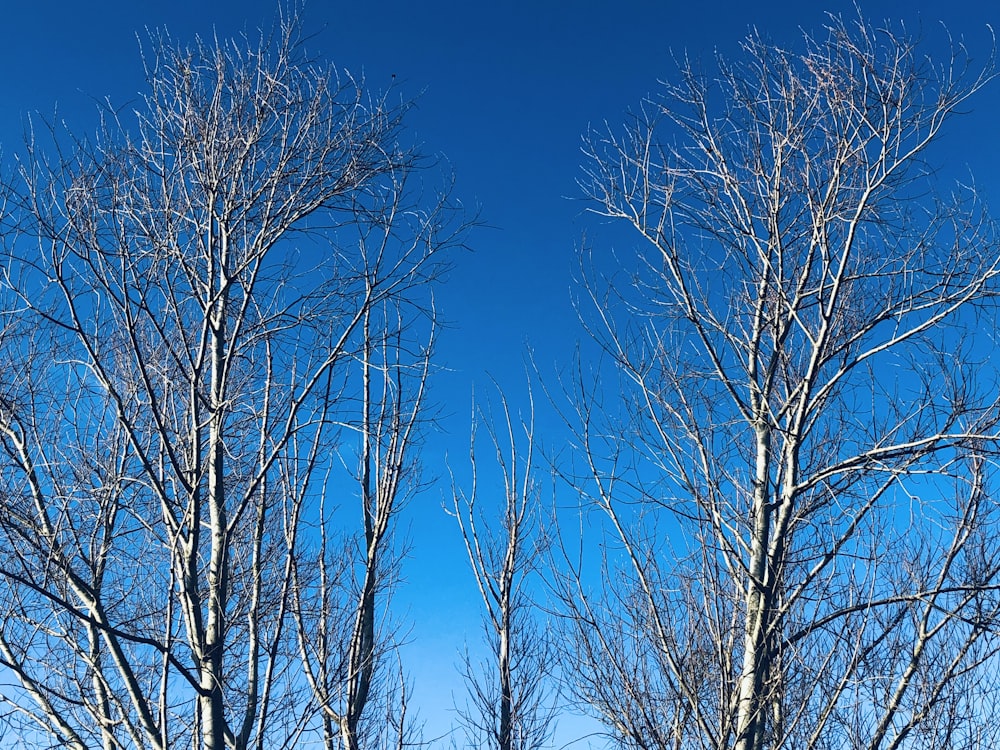 a couple of trees that are standing in the snow