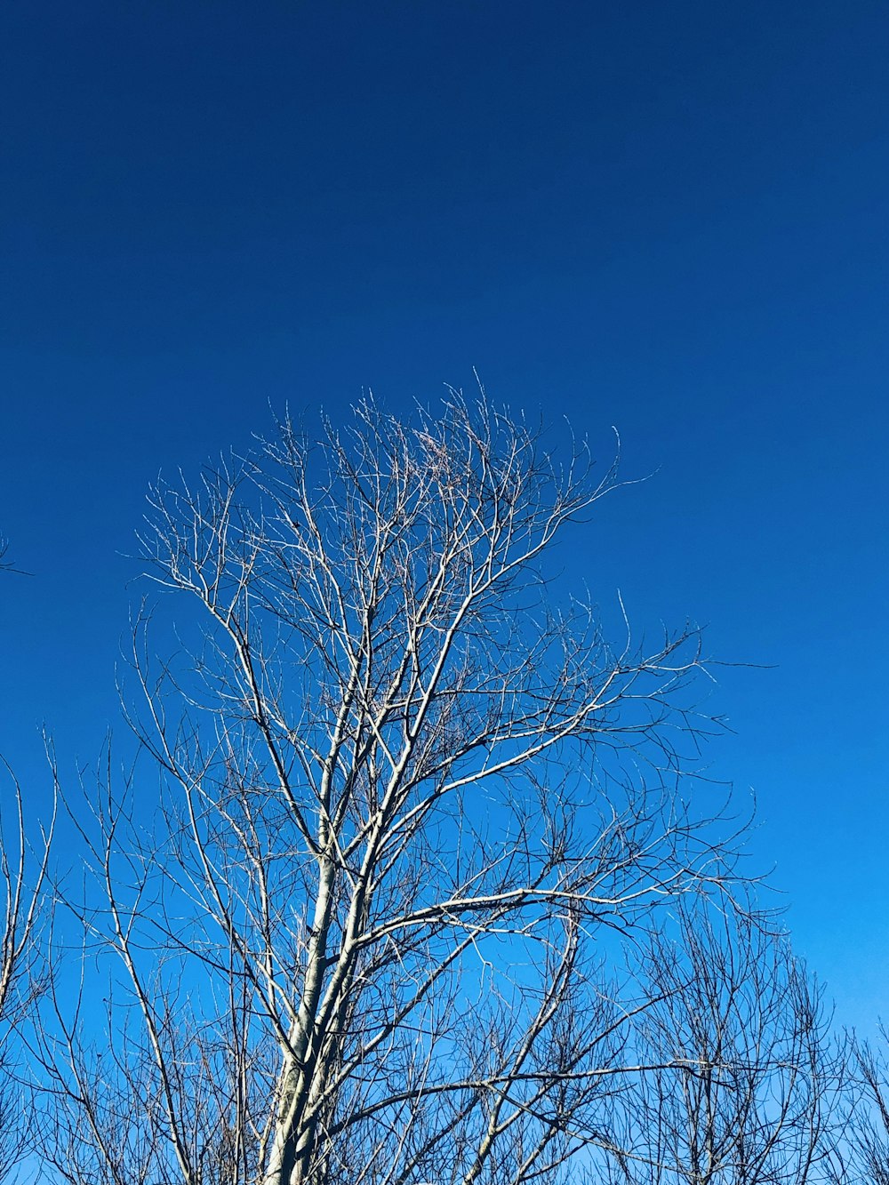 un árbol sin hojas y un cielo azul al fondo