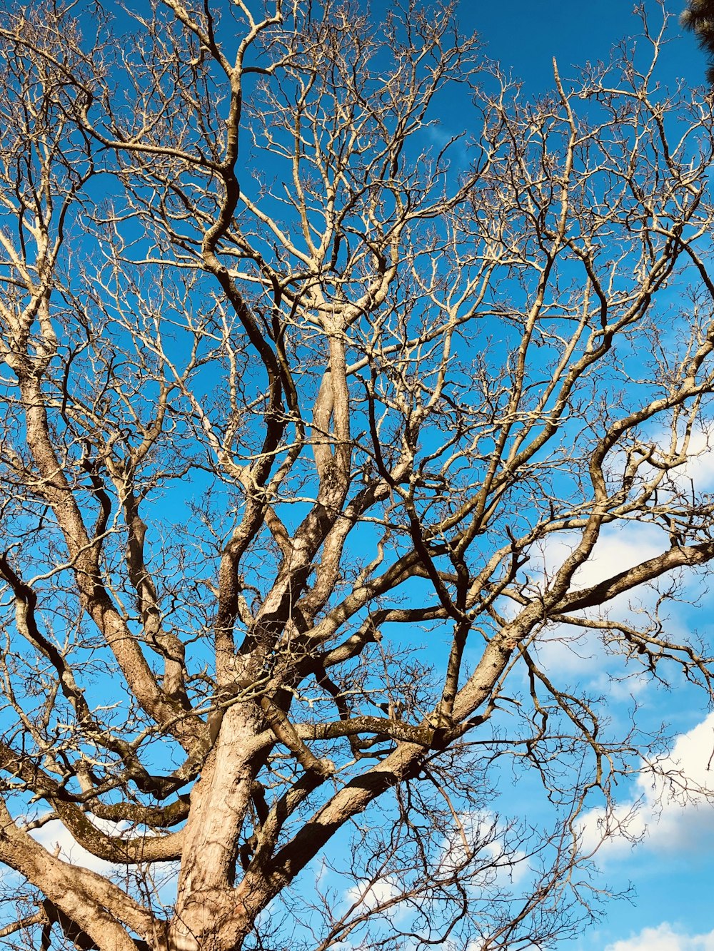 a large tree with no leaves on it