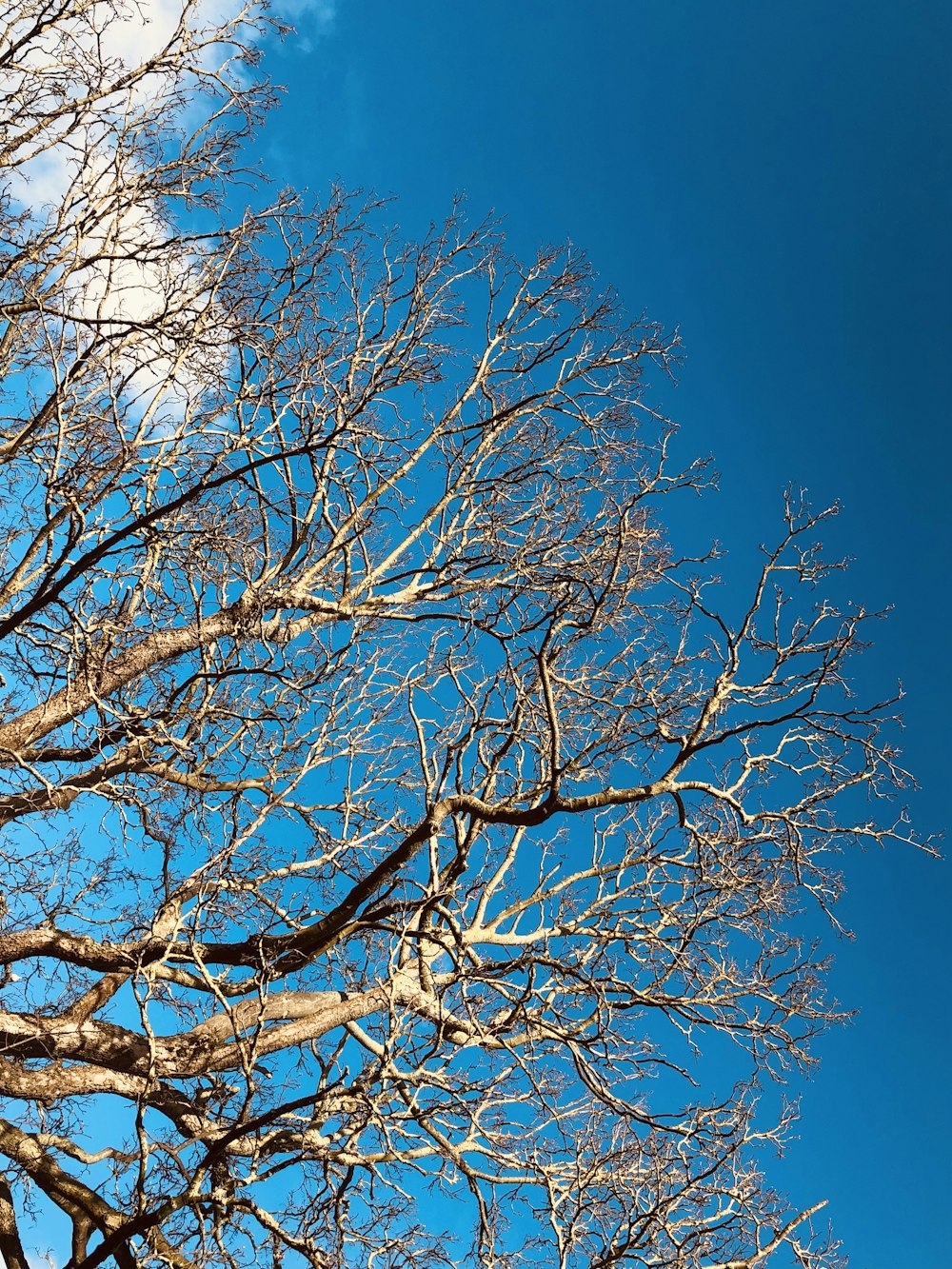 un árbol sin hojas y un cielo azul al fondo