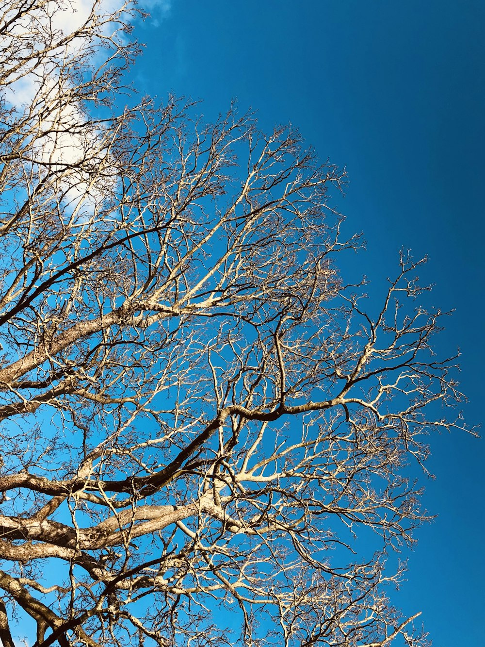 a tree with no leaves and a blue sky in the background