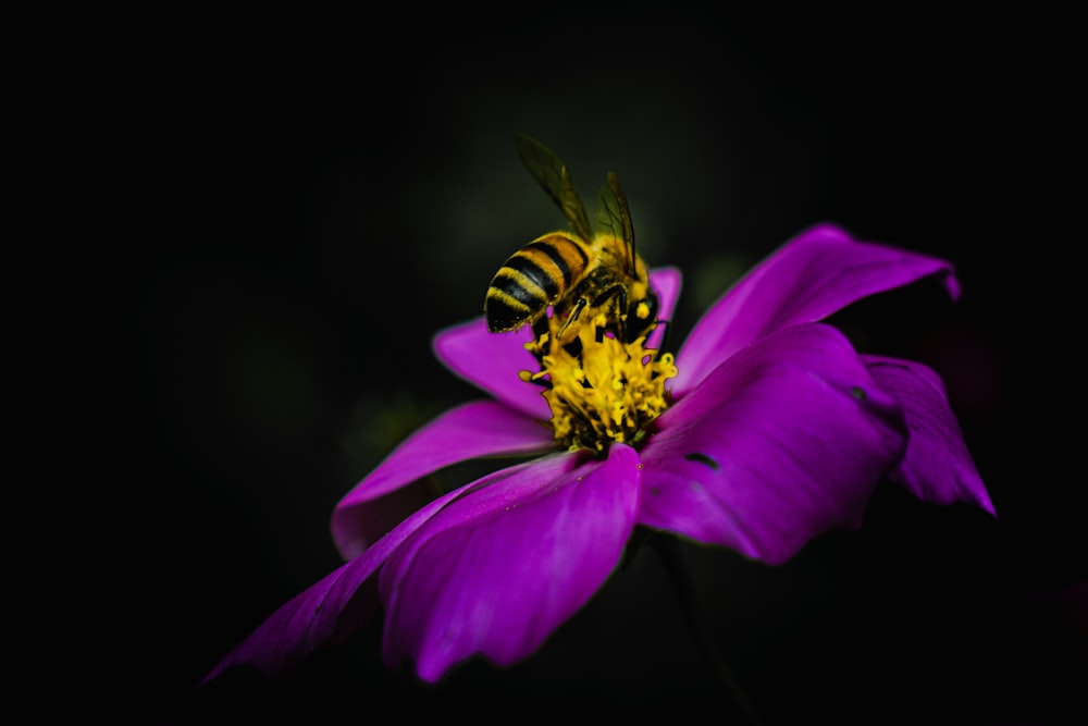 a bee sitting on top of a purple flower