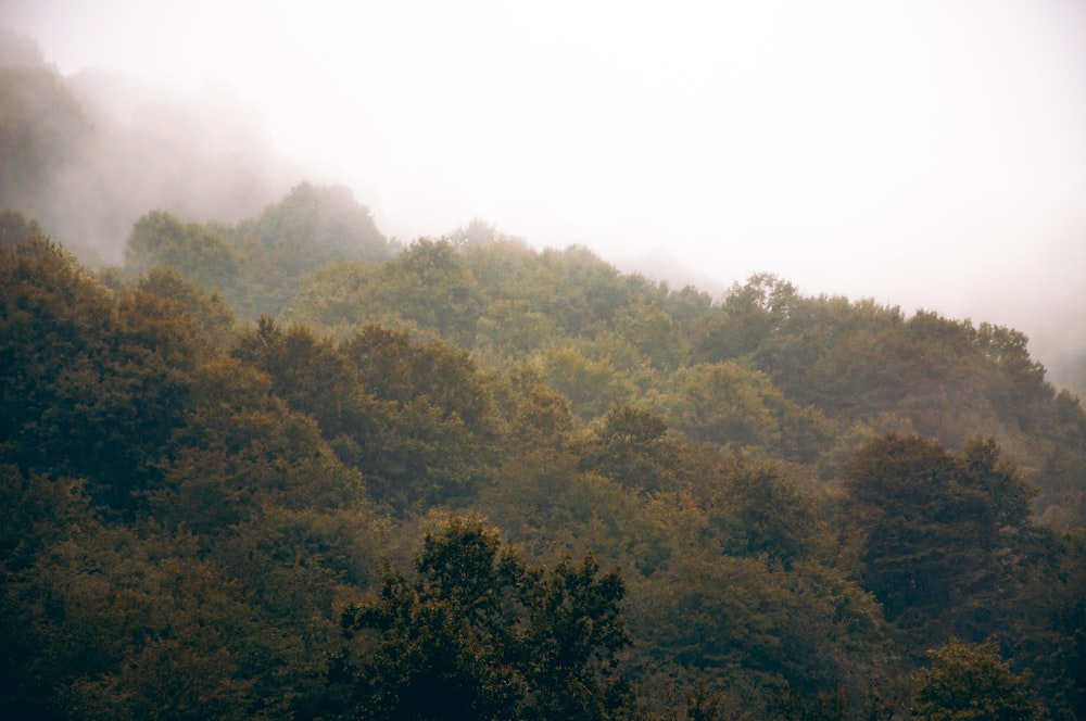 a hillside covered in lots of trees on a foggy day
