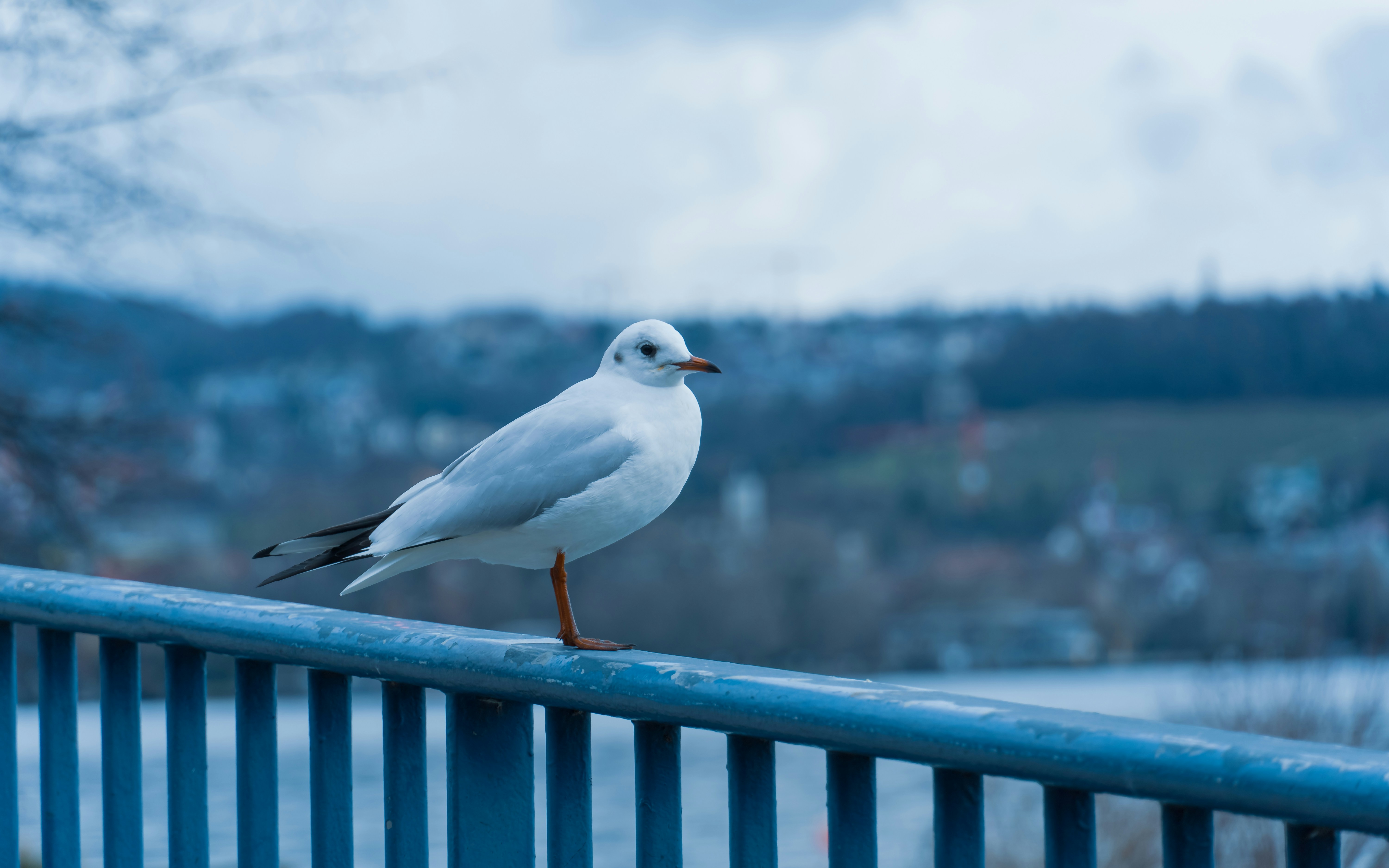 Photo by quang_quang