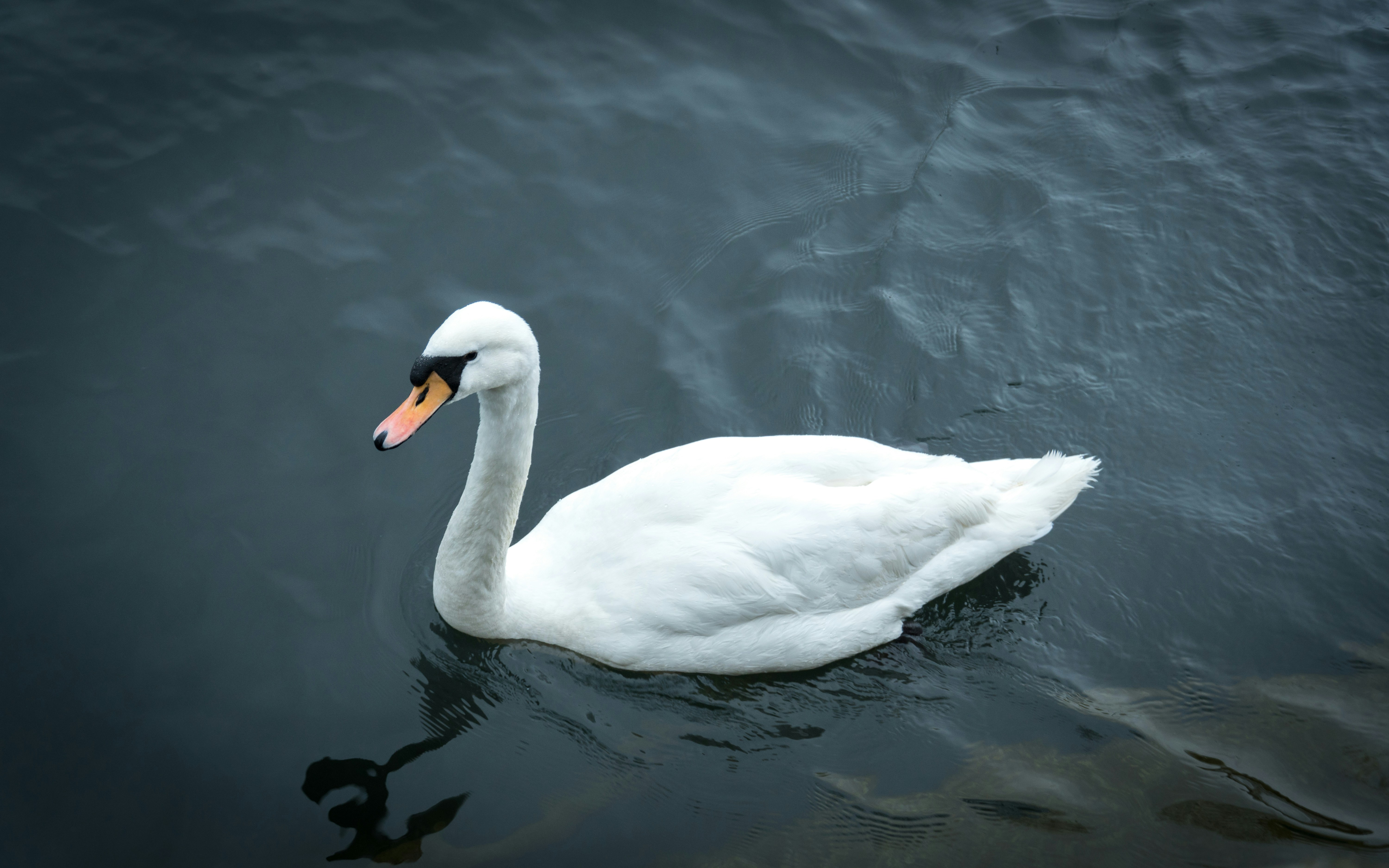 Photo by quang_quang