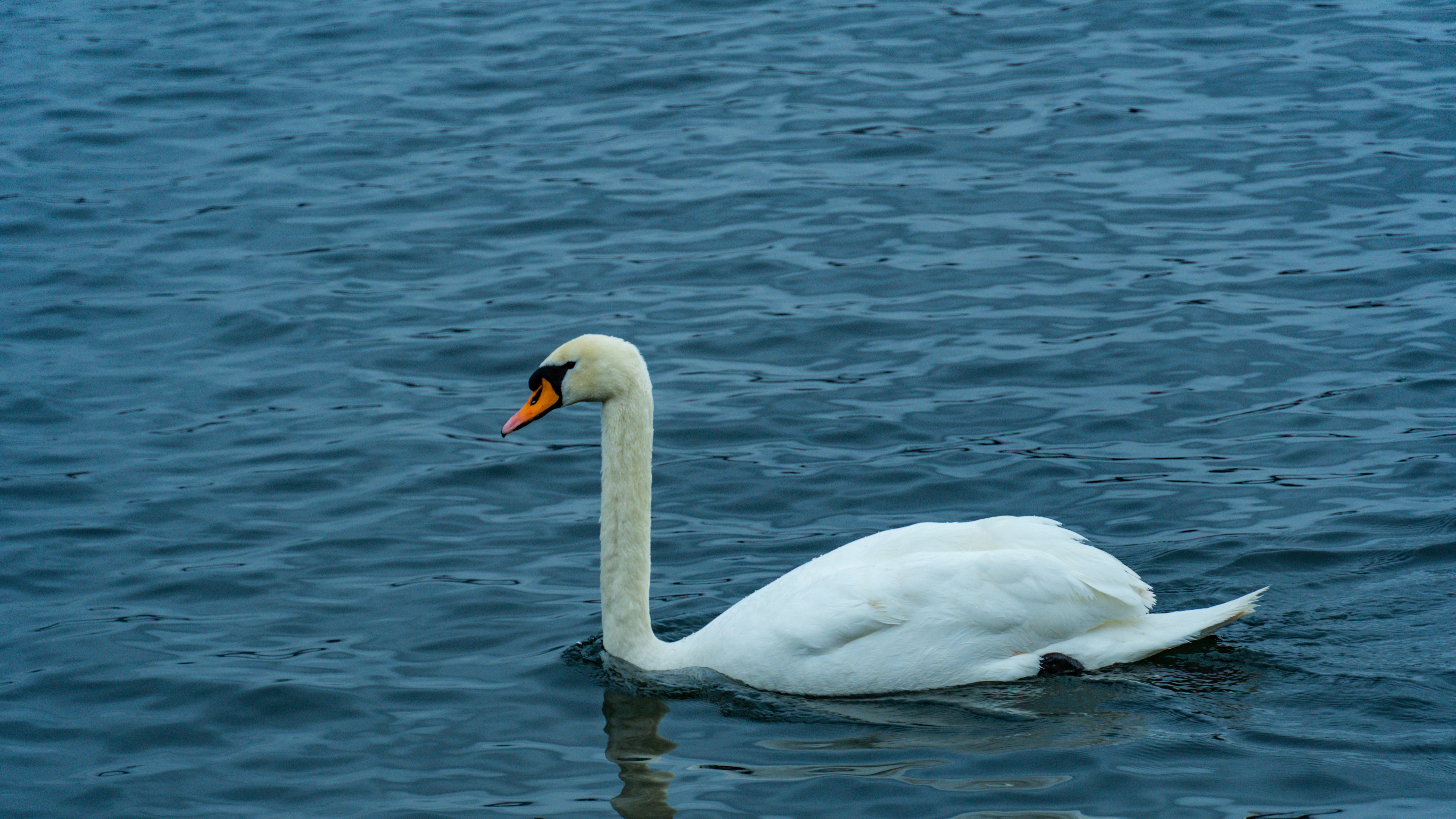 Photo by quang_quang