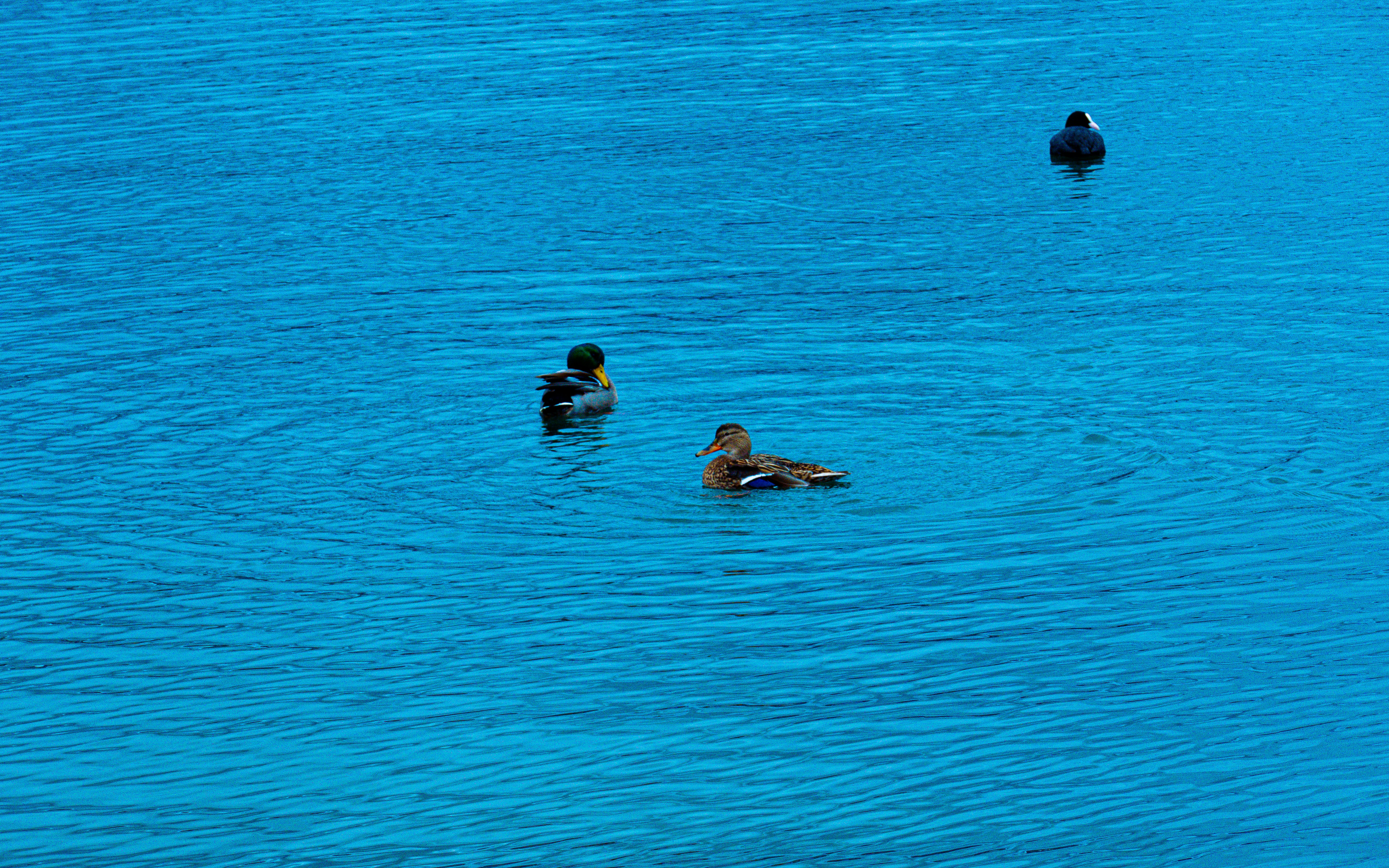 Photo by quang_quang