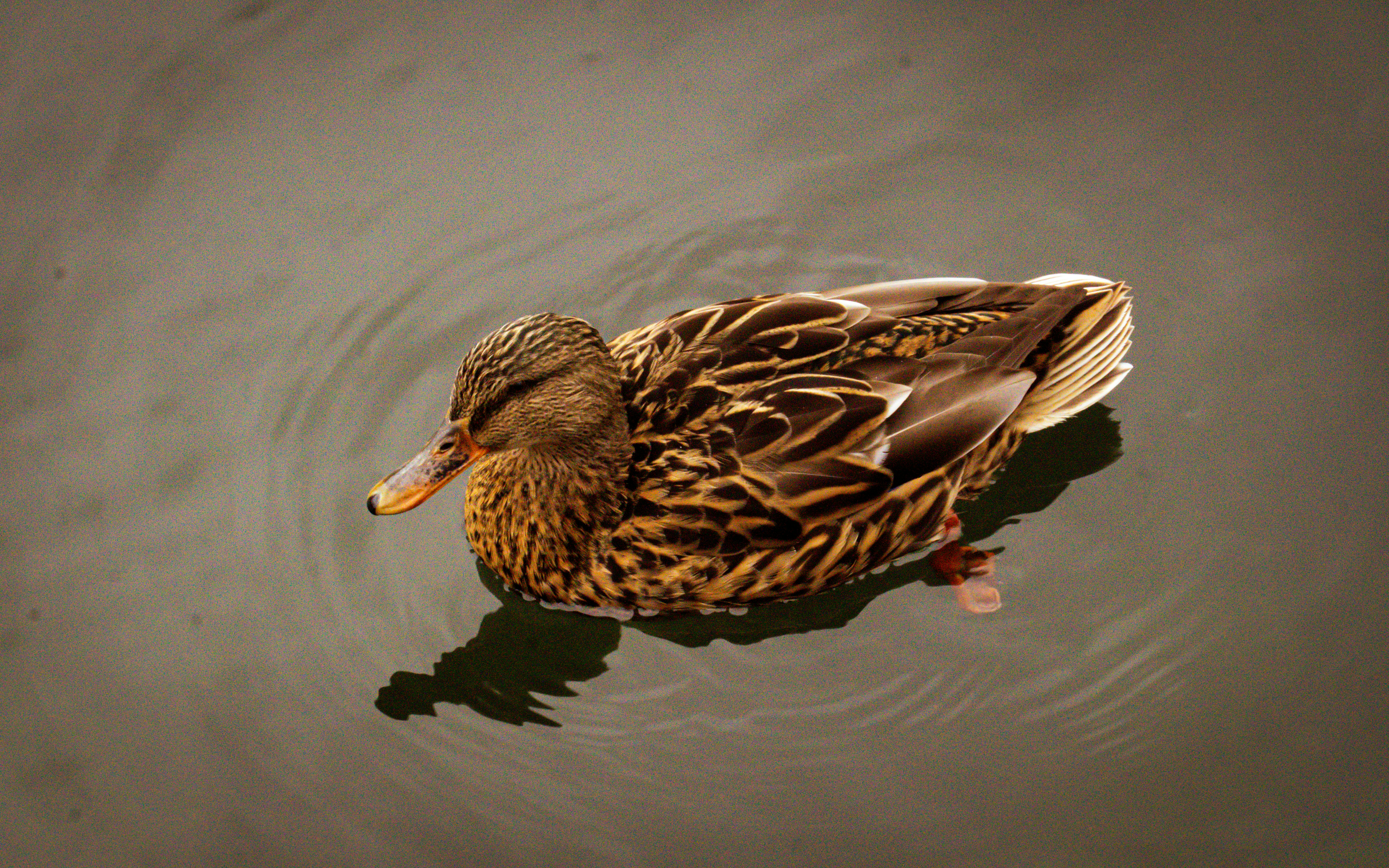 Photo by quang_quang