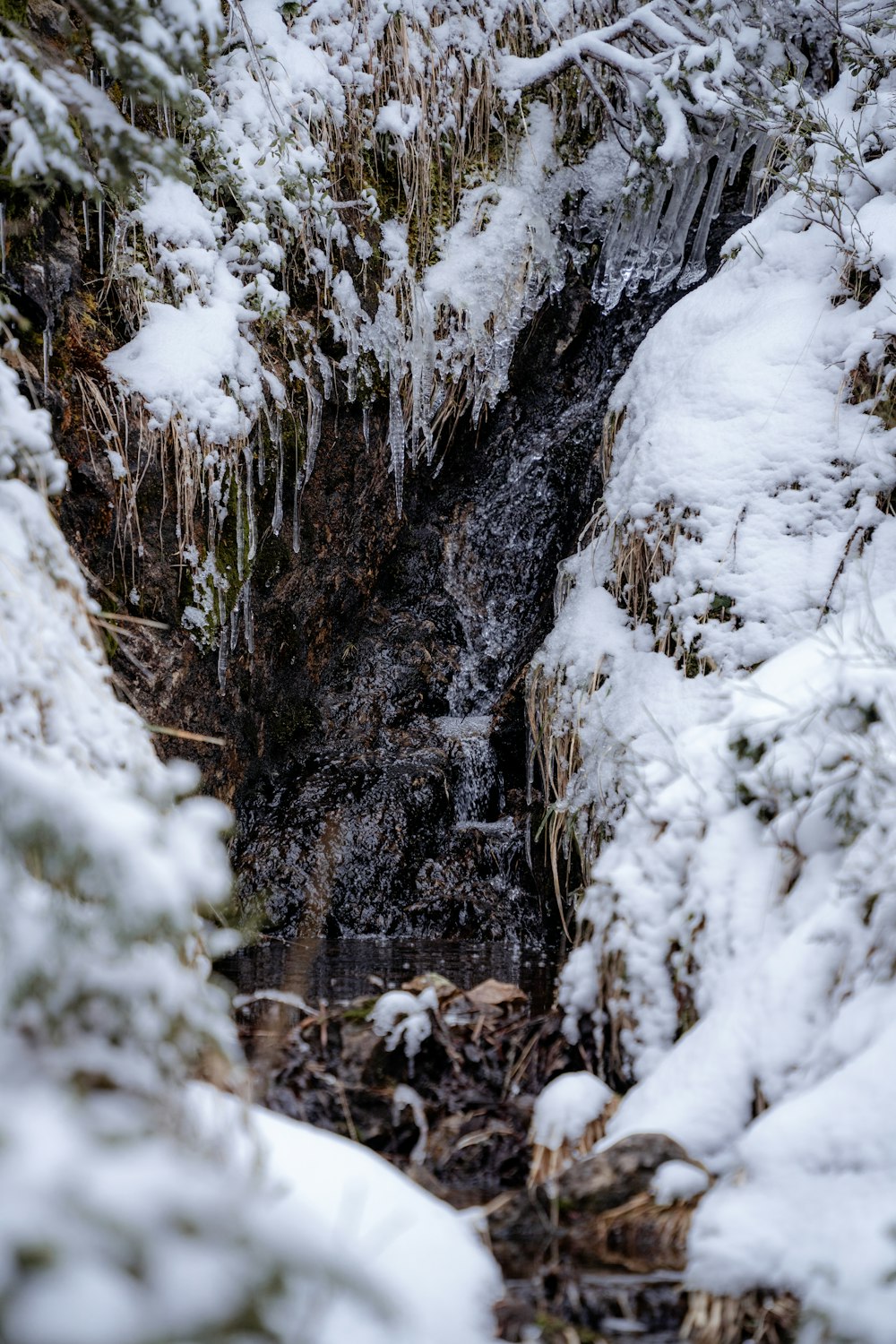 un ruscello d'acqua che scorre attraverso una foresta innevata